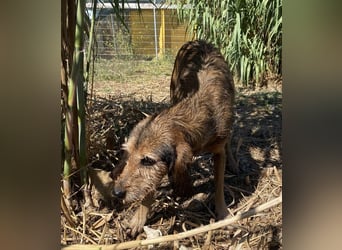 Bella - wer schenkt der schüchternen Hündin ein Zuhause