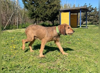 Bella - wer schenkt der schüchternen Hündin ein Zuhause