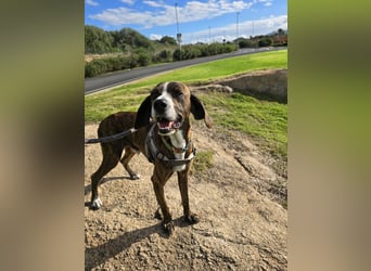 Sardo: eine ganz treue Seele