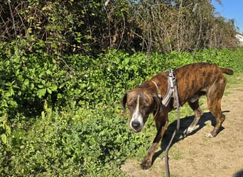 Sardo: eine ganz treue Seele