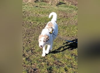 Anton: wer nimmt mich so, wie ich bin?