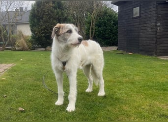 Anton: ruhiger, sanfter Wegbegleiter