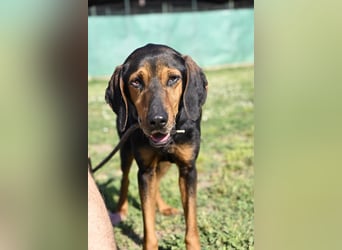 Holly - (Dringend Pflegestelle oder Zuhause gesucht) und irgendwann ....