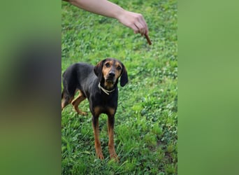 Holly - (Dringend Pflegestelle oder Zuhause gesucht) und irgendwann ....