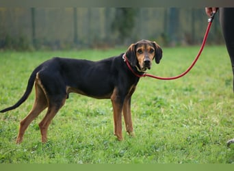 Holly - und irgendwann war er einfach nicht mehr gebraucht