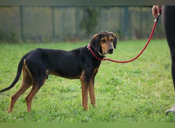 Holly - (Dringend Pflegestelle oder Zuhause gesucht) und irgendwann ....