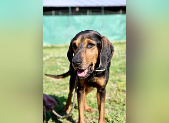 Holly - (Dringend Pflegestelle oder Zuhause gesucht) und irgendwann ....