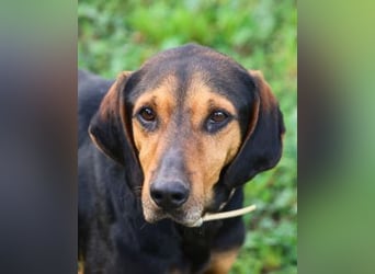Holly - (Dringend Pflegestelle oder Zuhause gesucht) und irgendwann ....