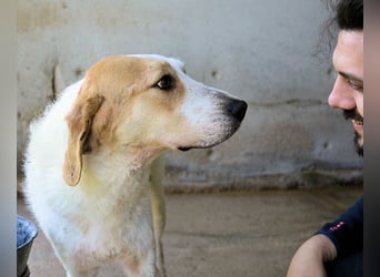 Anicho - wie wär's mit einem happy Happy End?