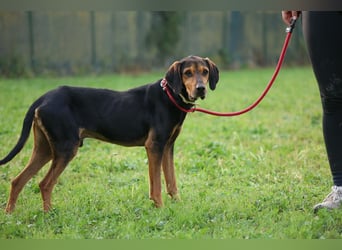 Holly - (Dringend Pflegestelle oder Zuhause gesucht) und irgendwann ....