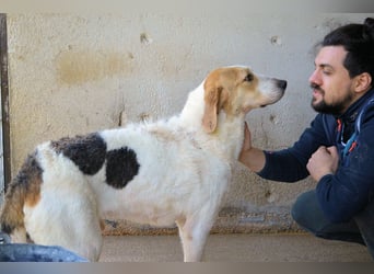 Anicho - wie wär's mit einem happy Happy End?