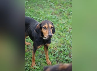 Holly - (Dringend Pflegestelle oder Zuhause gesucht) und irgendwann ....