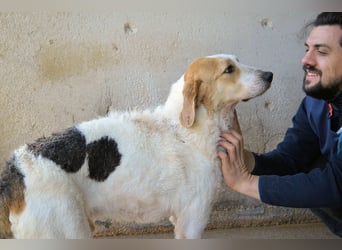 Anicho - wie wär's mit einem happy Happy End?