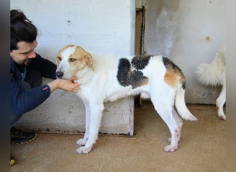 Anicho - wie wär's mit einem happy Happy End?