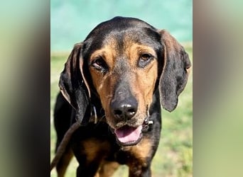 Holly - und irgendwann war er einfach nicht mehr gebraucht