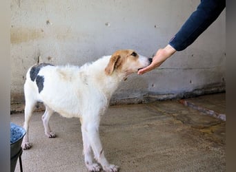 Anicho - wie wär's mit einem happy Happy End?