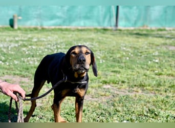 Holly - (Dringend Pflegestelle oder Zuhause gesucht) und irgendwann ....