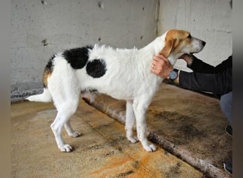 Anicho - wie wär's mit einem happy Happy End?