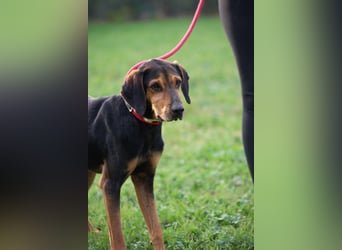 Holly - (Dringend Pflegestelle oder Zuhause gesucht) und irgendwann ....