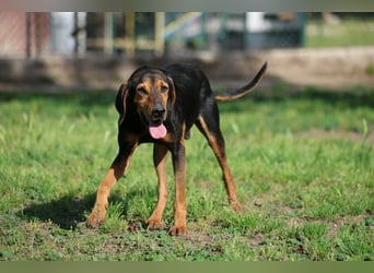 Holly - (Dringend Pflegestelle oder Zuhause gesucht) und irgendwann ....