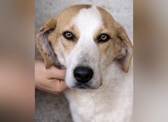 Anicho - wie wär's mit einem happy Happy End?