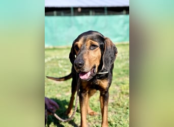 Holly - und irgendwann war er einfach nicht mehr gebraucht