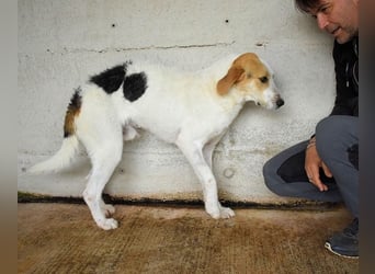 Anicho - wie wär's mit einem happy Happy End?