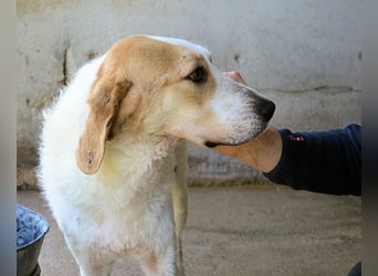 Anicho - wie wär's mit einem happy Happy End?