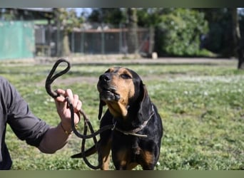 Holly - und irgendwann war er einfach nicht mehr gebraucht