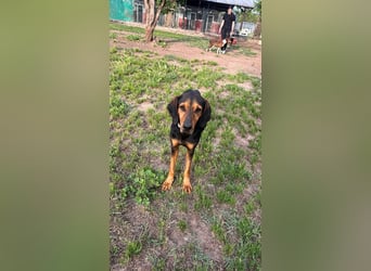 Holly - (Dringend Pflegestelle oder Zuhause gesucht) und irgendwann ....