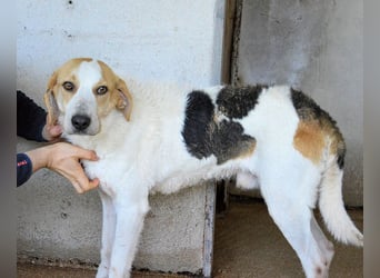 Anicho - wie wär's mit einem happy Happy End?