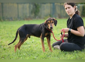 Holly - (Dringend Pflegestelle oder Zuhause gesucht) und irgendwann ....