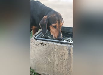 Holly - und irgendwann war er einfach nicht mehr gebraucht