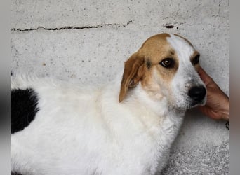 Anicho - wie wär's mit einem happy Happy End?