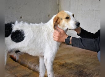 Anicho - wie wär's mit einem happy Happy End?