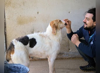 Anicho - wie wär's mit einem happy Happy End?