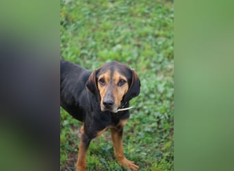 Holly - (Dringend Pflegestelle oder Zuhause gesucht) und irgendwann ....