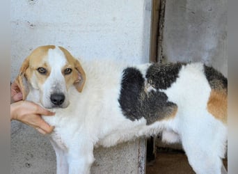 Anicho - wie wär's mit einem happy Happy End?