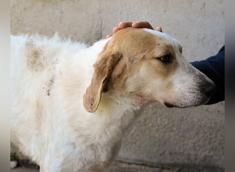 Anicho - wie wär's mit einem happy Happy End?