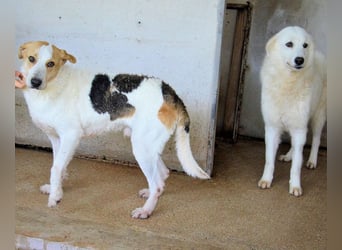 Anicho - wie wär's mit einem happy Happy End?