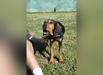 Holly - und irgendwann war er einfach nicht mehr gebraucht