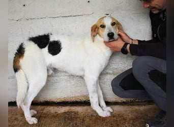 Anicho - wie wär's mit einem happy Happy End?