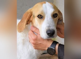 Anicho - wie wär's mit einem happy Happy End?