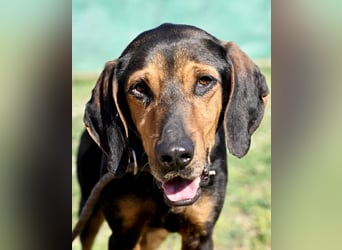 Holly - (Dringend Pflegestelle oder Zuhause gesucht) und irgendwann ....