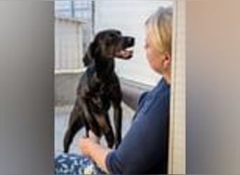 Sugar- bald auf Pflegestelle