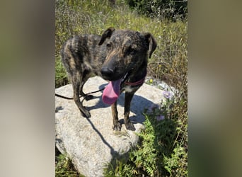 Rosino: ein Schatz für "überall mit dabei"