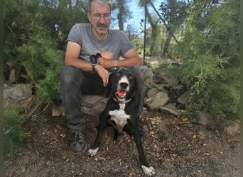 Vernedi: eine Seele von Hund