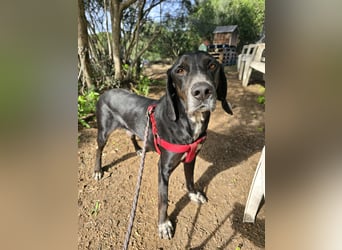 Vernedi: eine Seele von Hund