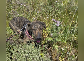 Rosino: ein Schatz für "überall mit dabei"