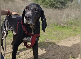 Vernedi: eine Seele von Hund